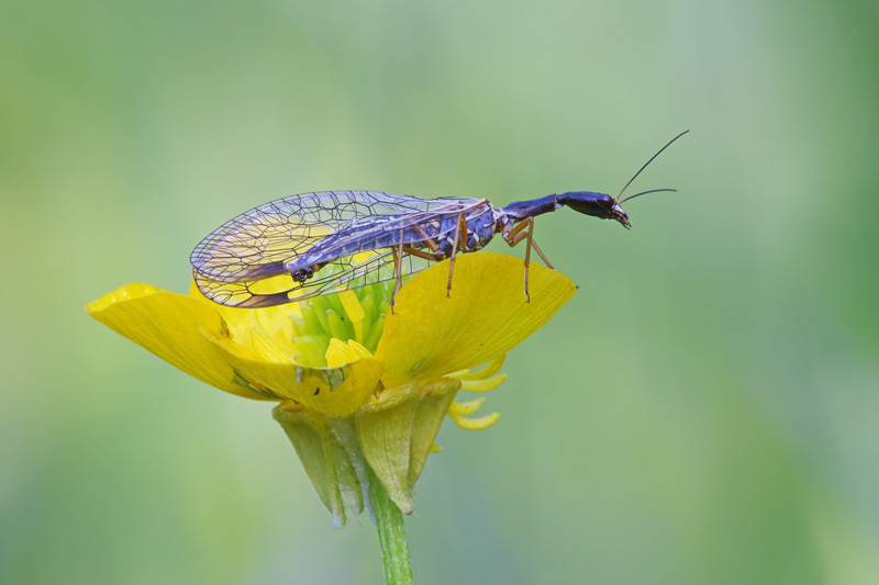 Dichrostigma flavipes